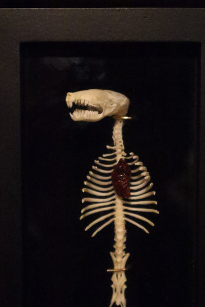 Reserved for Cora - Mole Skull and Articulated Spinal Column