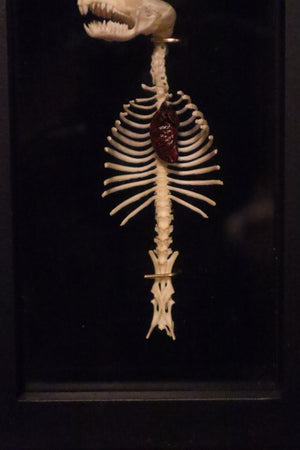 Reserved for Cora - Mole Skull and Articulated Spinal Column