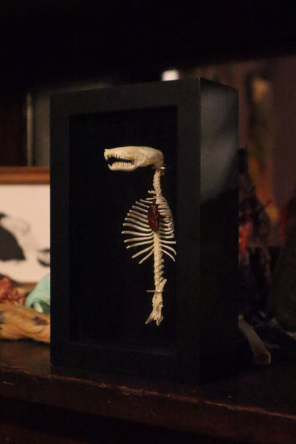 Reserved for Cora - Mole Skull and Articulated Spinal Column