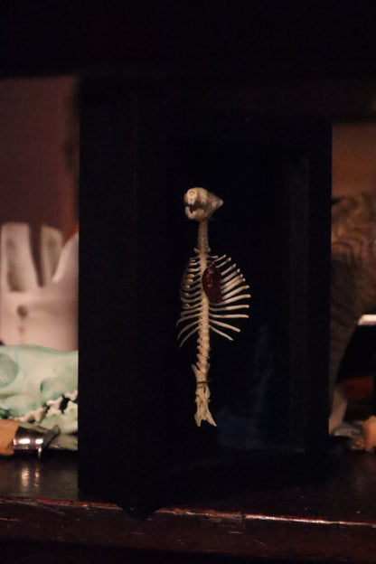 Reserved for Cora - Mole Skull and Articulated Spinal Column