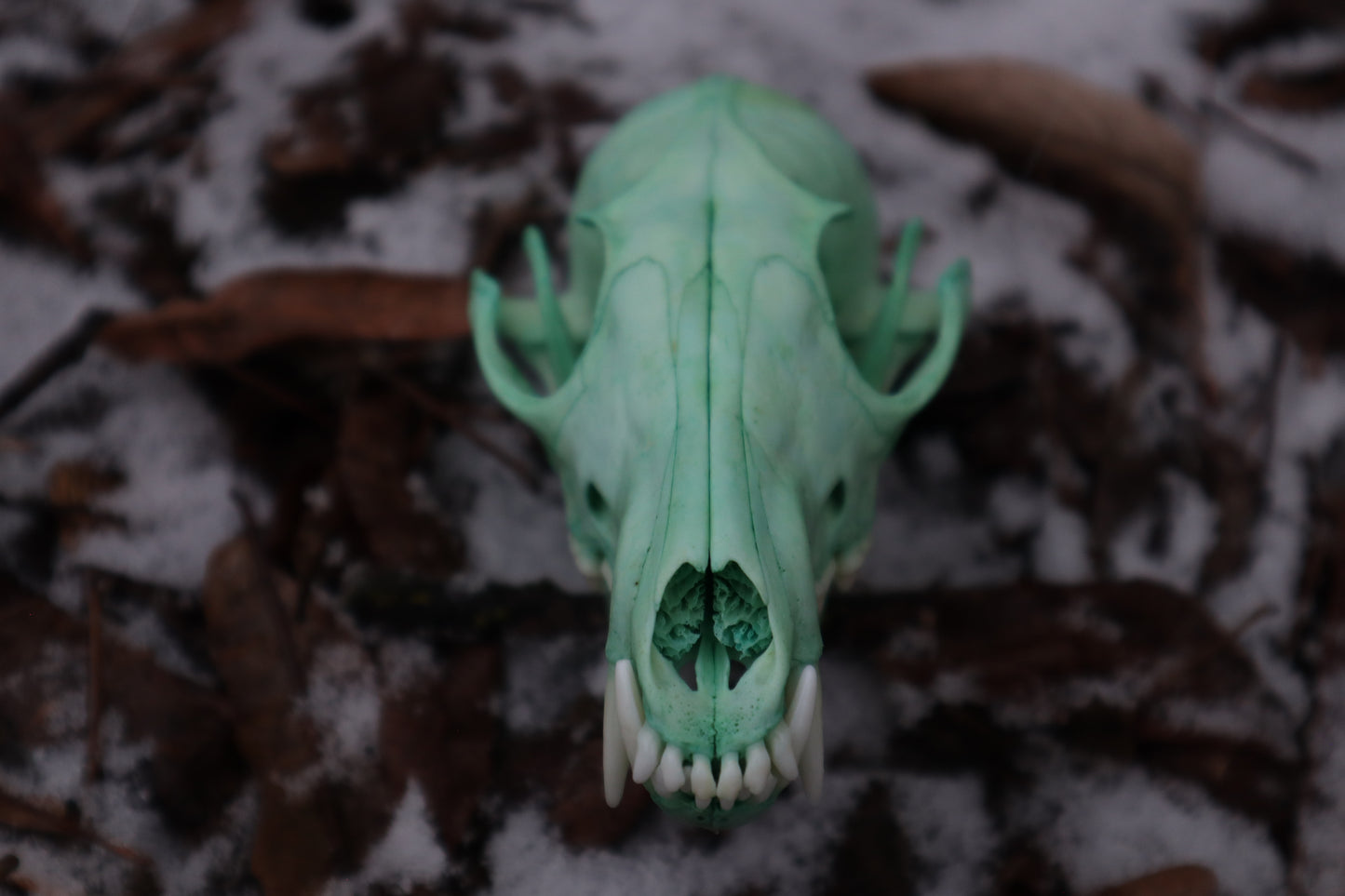 Blue Copper Red Fox Skull