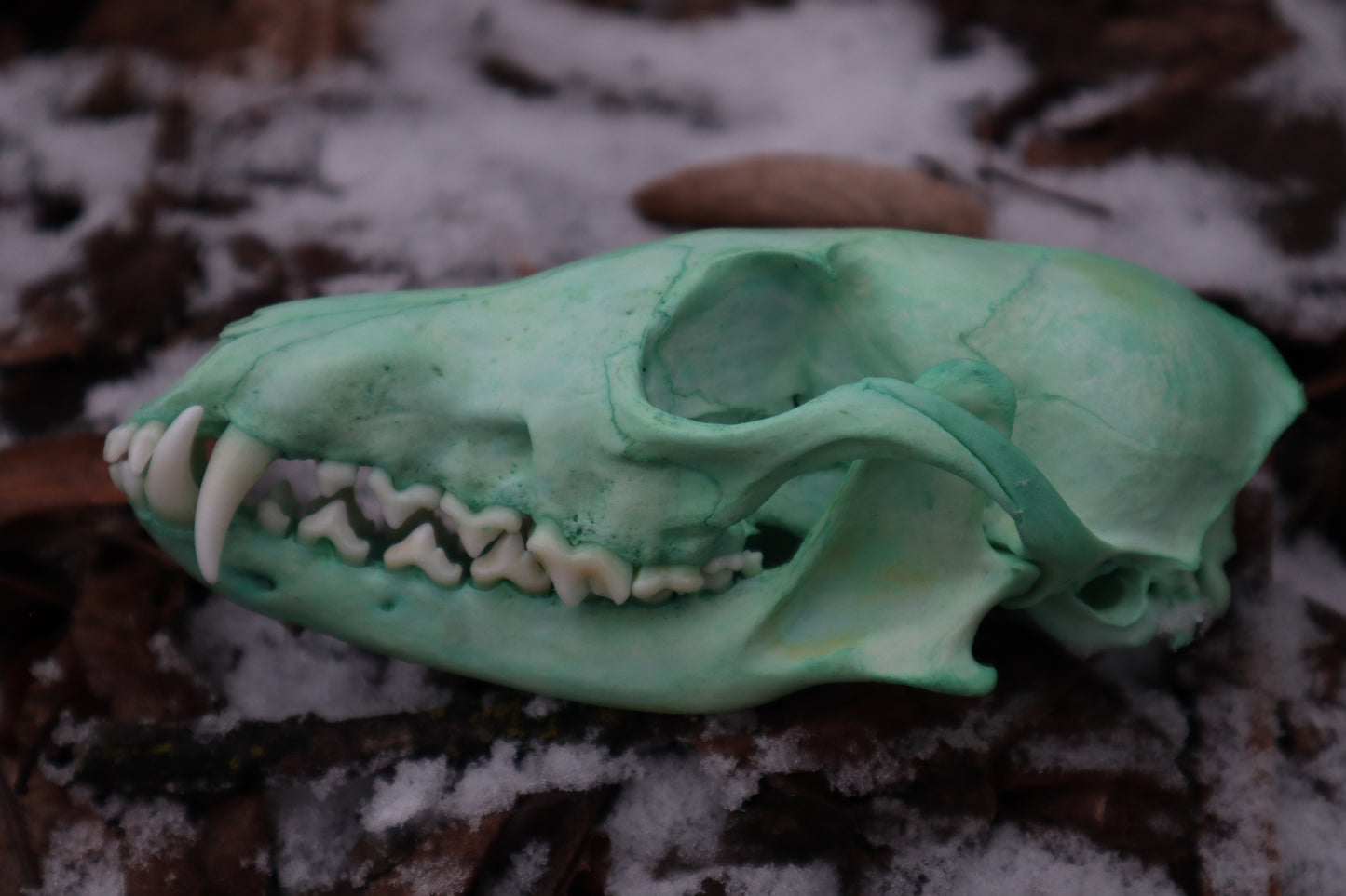 Blue Copper Red Fox Skull