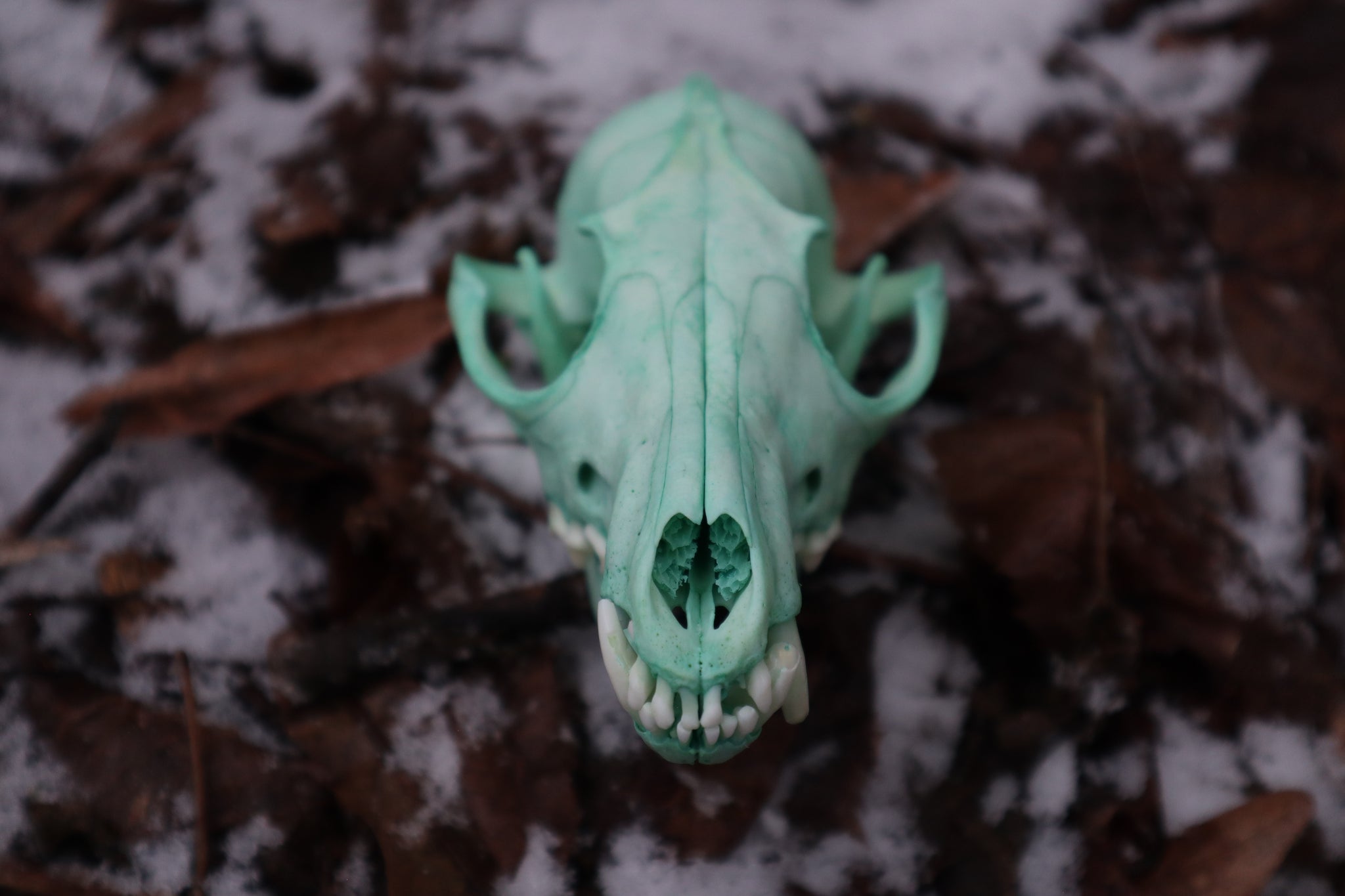 Blue Copper Red Fox Skull