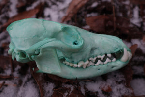 Blue Copper Red Fox Skull