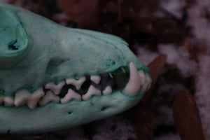 Blue Copper Red Fox Skull