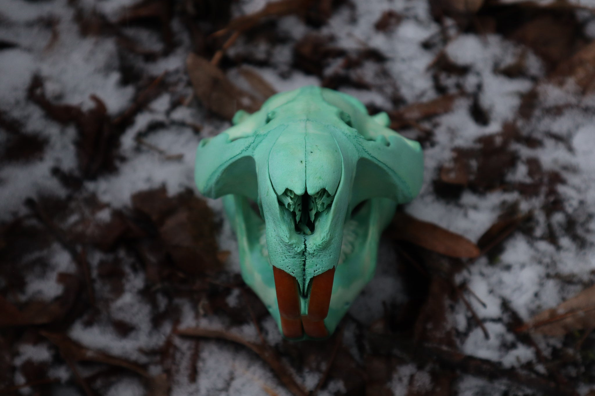 Blue Copper Beaver Skull