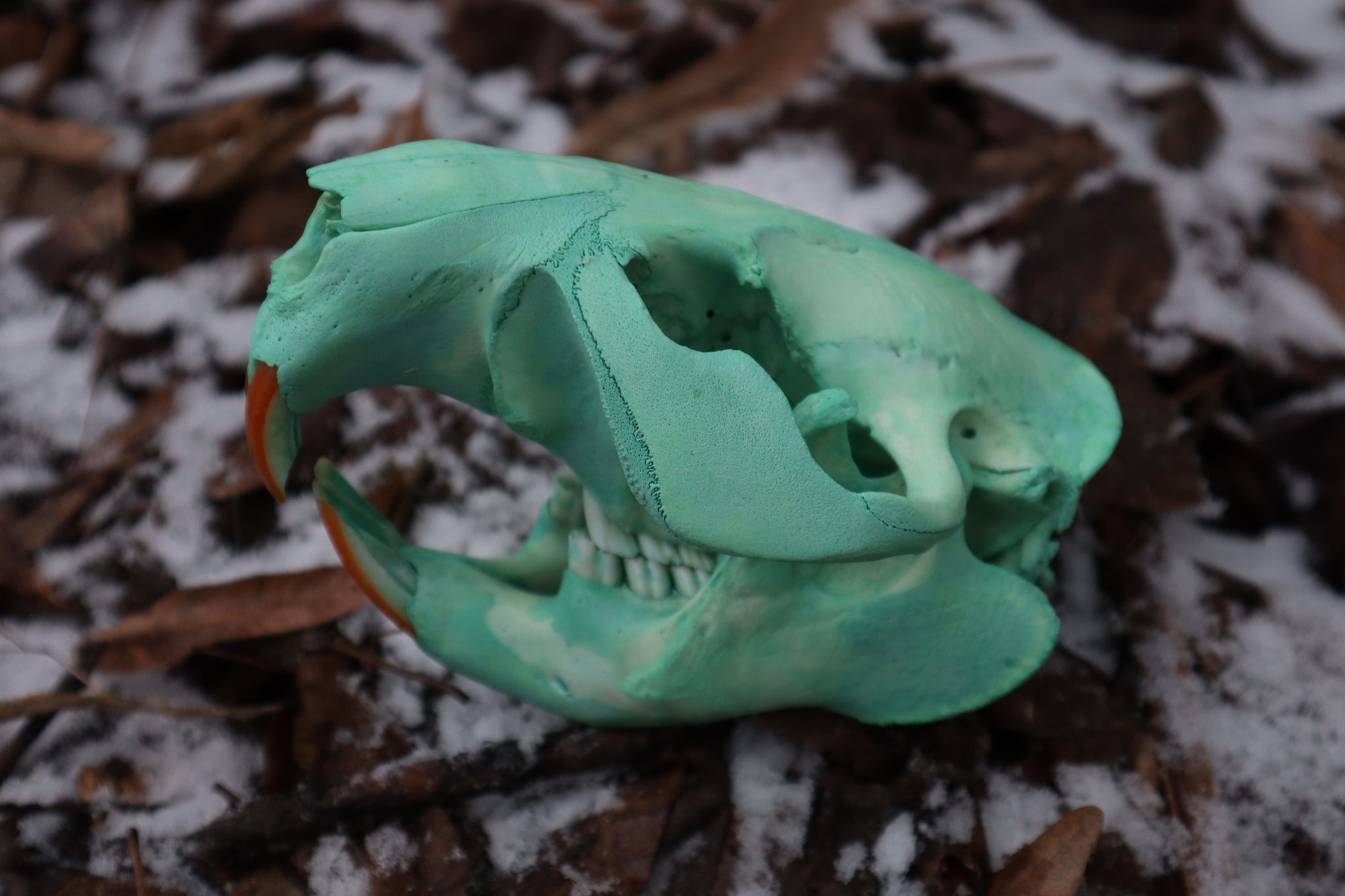 Blue Copper Beaver Skull