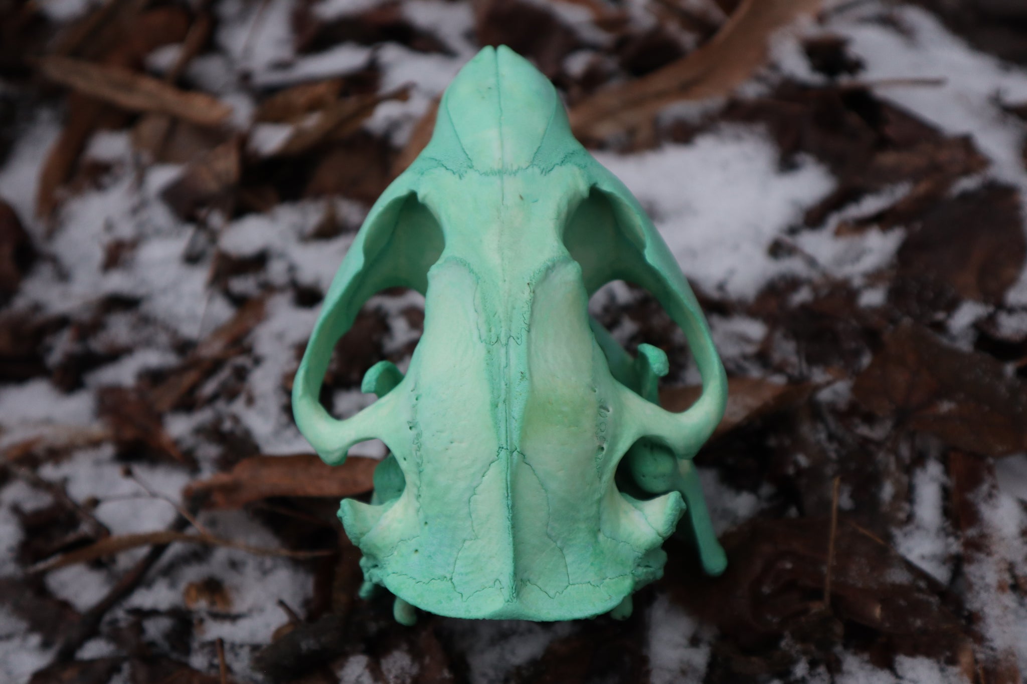 Blue Copper Beaver Skull