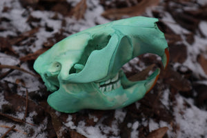 Blue Copper Beaver Skull