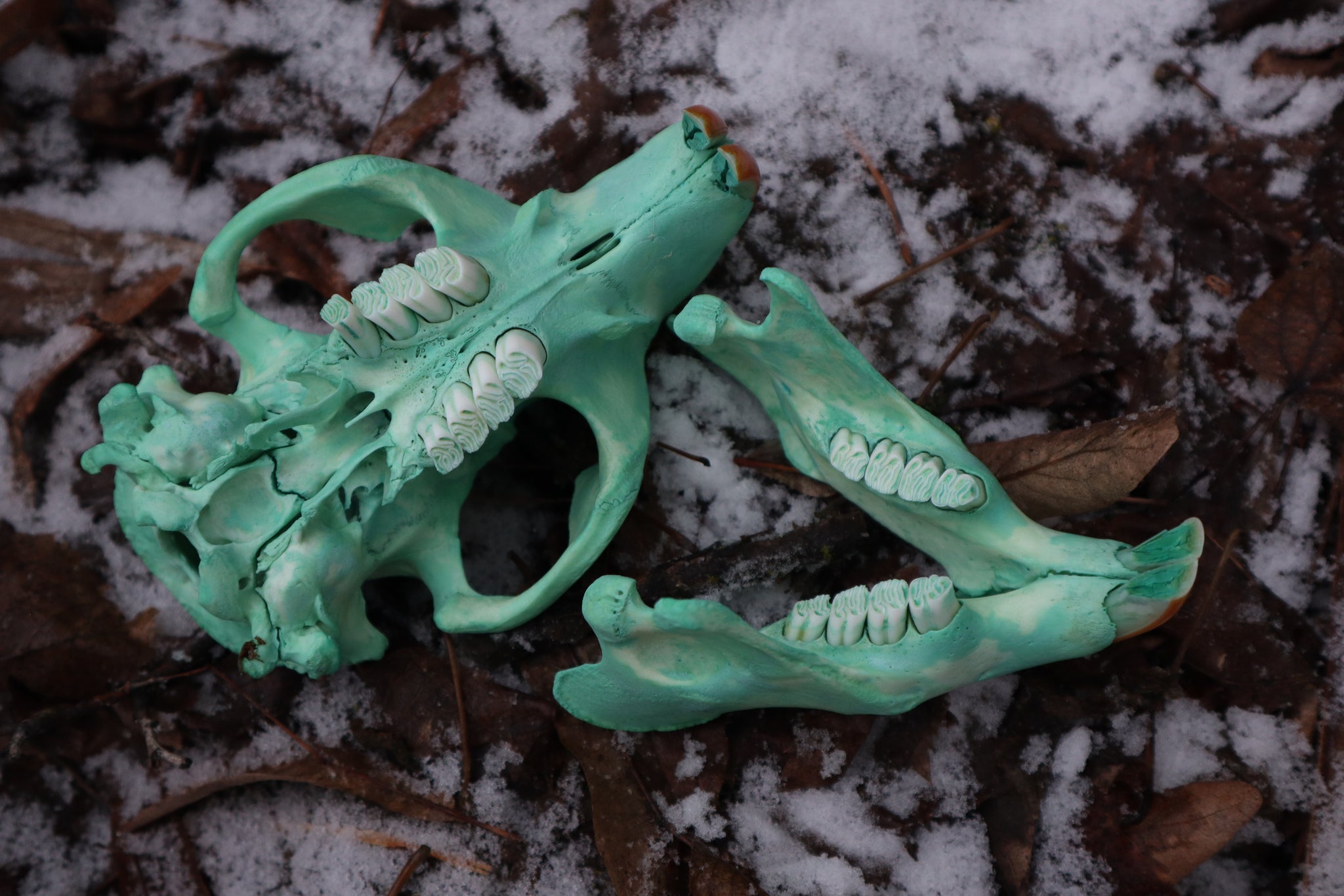 Blue Copper Beaver Skull