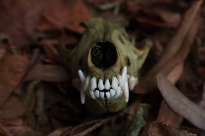 Ancient Grove Coyote Skull
