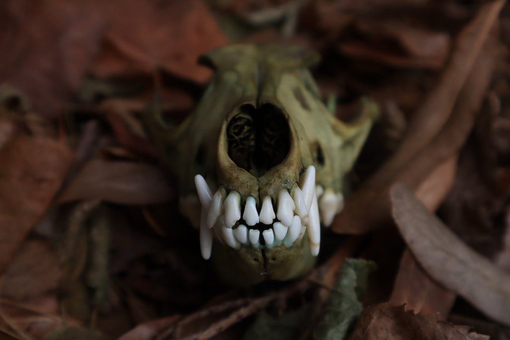 Ancient Grove Coyote Skull