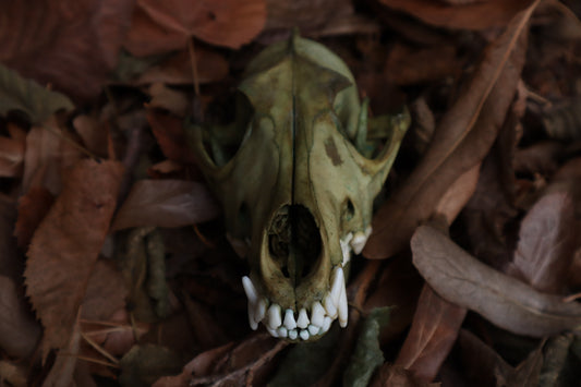 Ancient Grove Coyote Skull