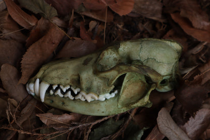 Ancient Grove Coyote Skull