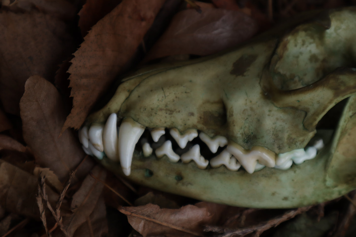 Ancient Grove Coyote Skull