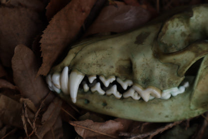 Ancient Grove Coyote Skull