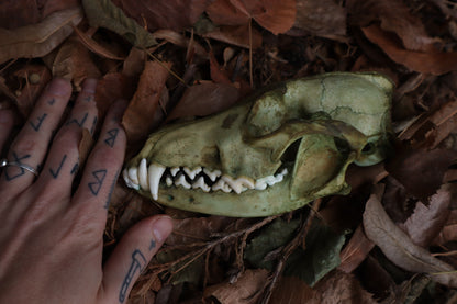 Ancient Grove Coyote Skull