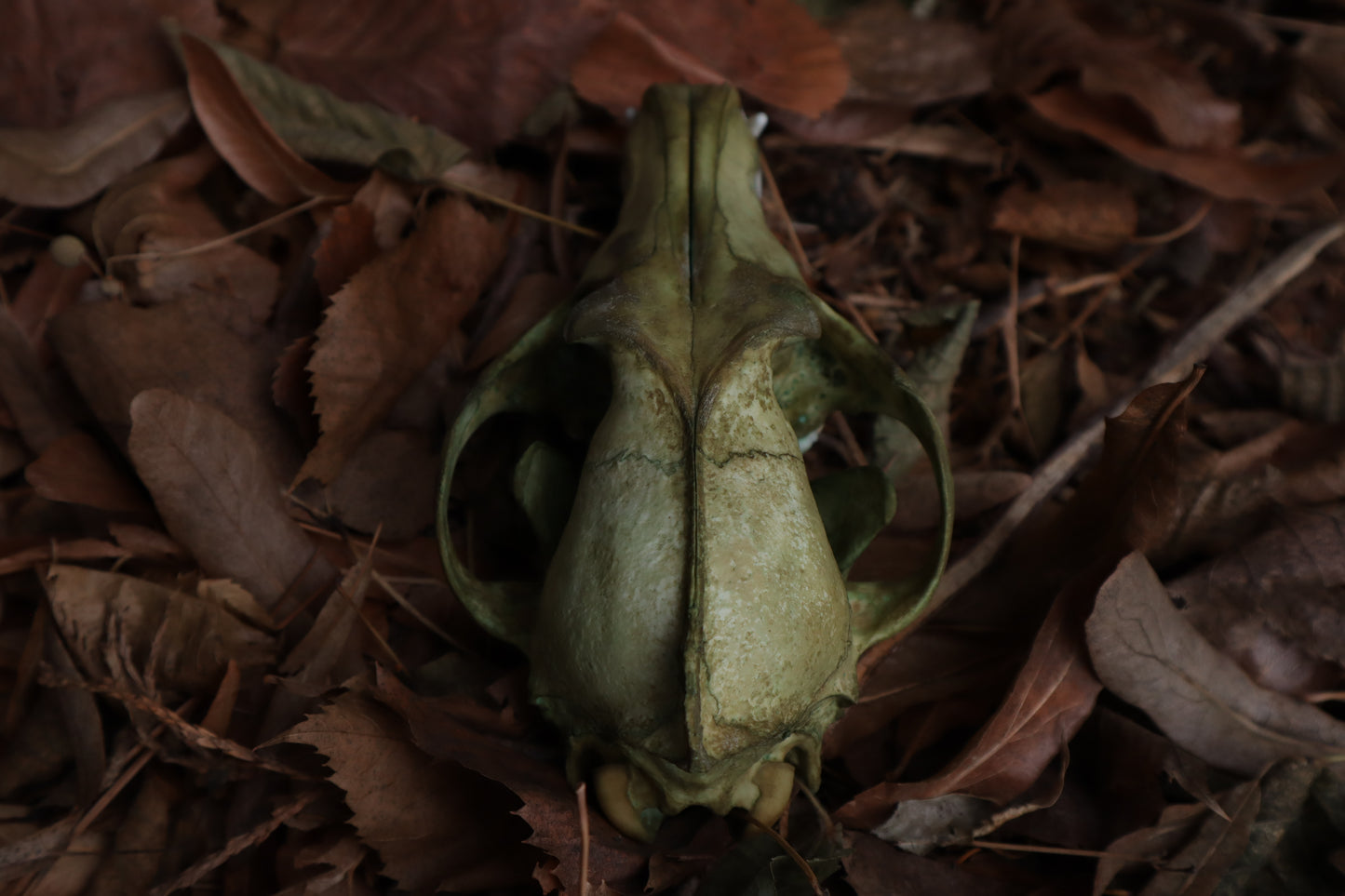 Ancient Grove Coyote Skull