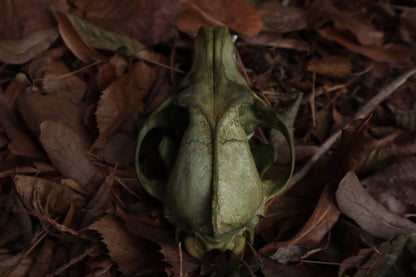 Ancient Grove Coyote Skull