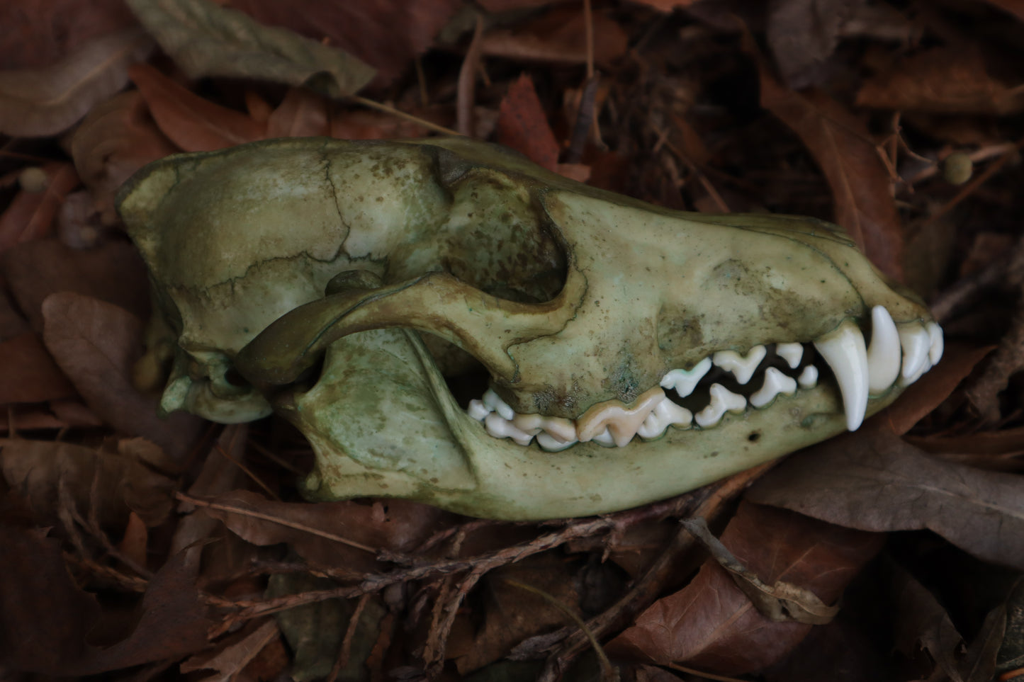 Ancient Grove Coyote Skull