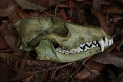 Ancient Grove Coyote Skull