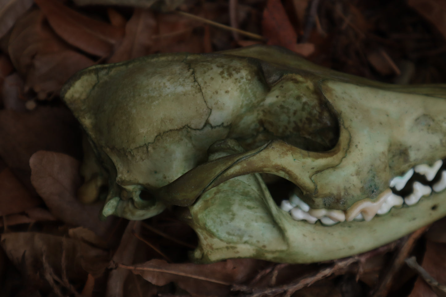 Ancient Grove Coyote Skull