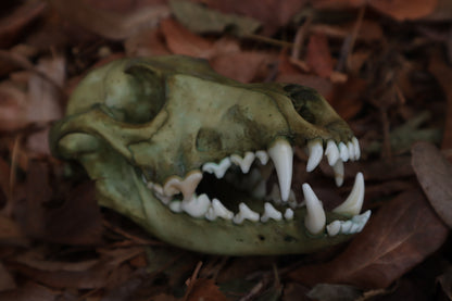 Ancient Grove Coyote Skull