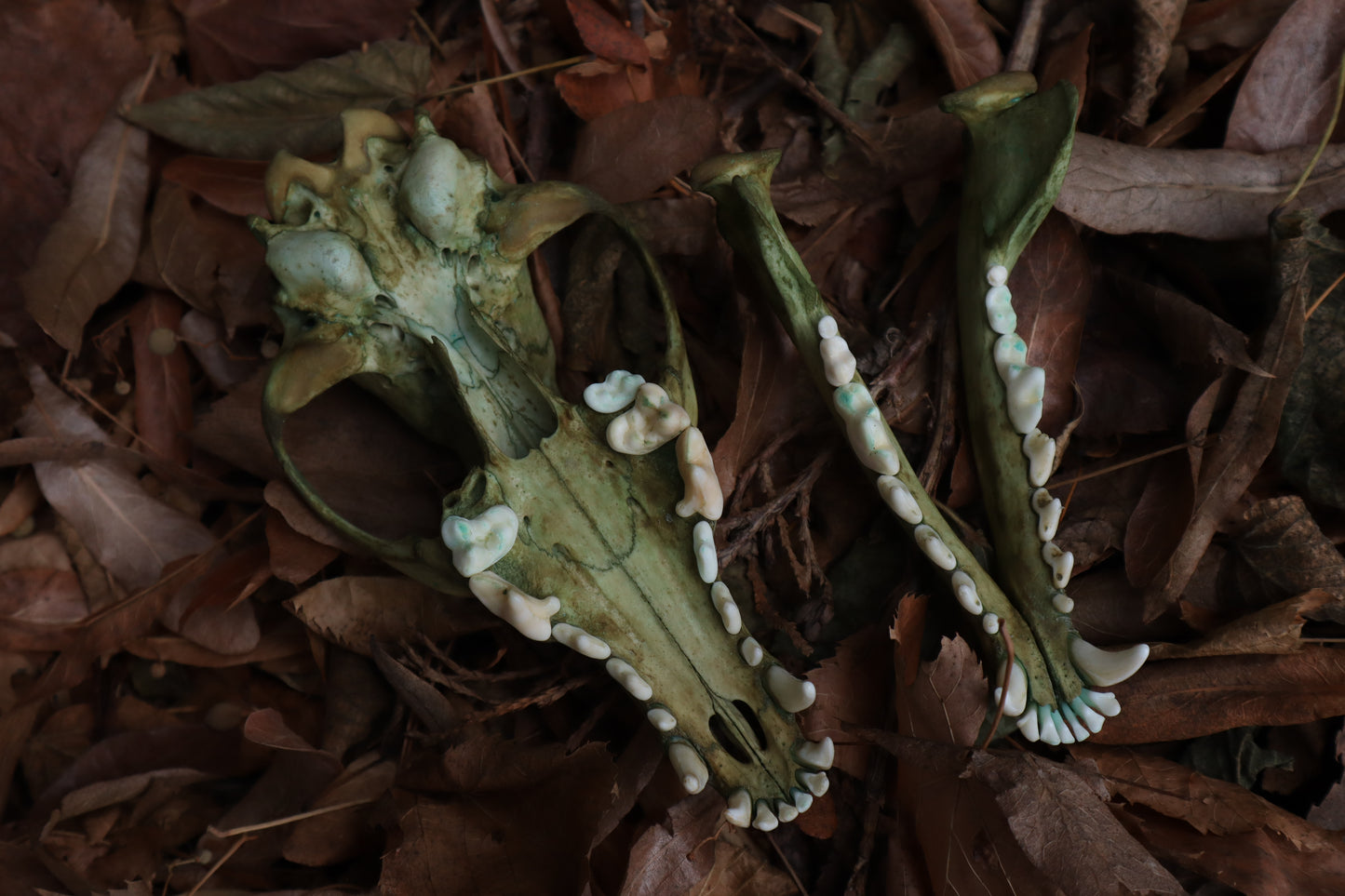 Ancient Grove Coyote Skull