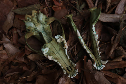 Ancient Grove Coyote Skull