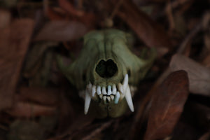 Ancient Grove Red Fox Skull