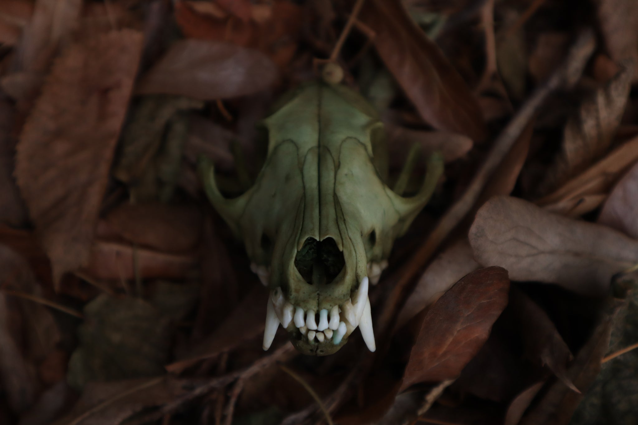 Ancient Grove Red Fox Skull