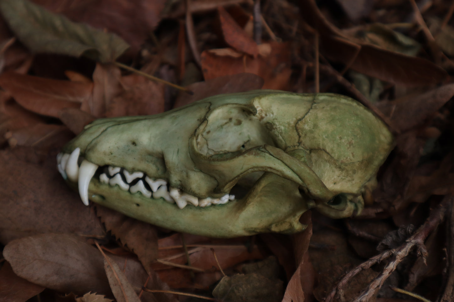 Ancient Grove Red Fox Skull