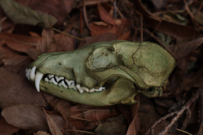 Ancient Grove Red Fox Skull