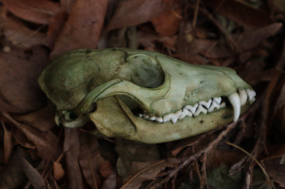 Ancient Grove Red Fox Skull