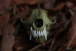 Ancient Grove Red Fox Skull