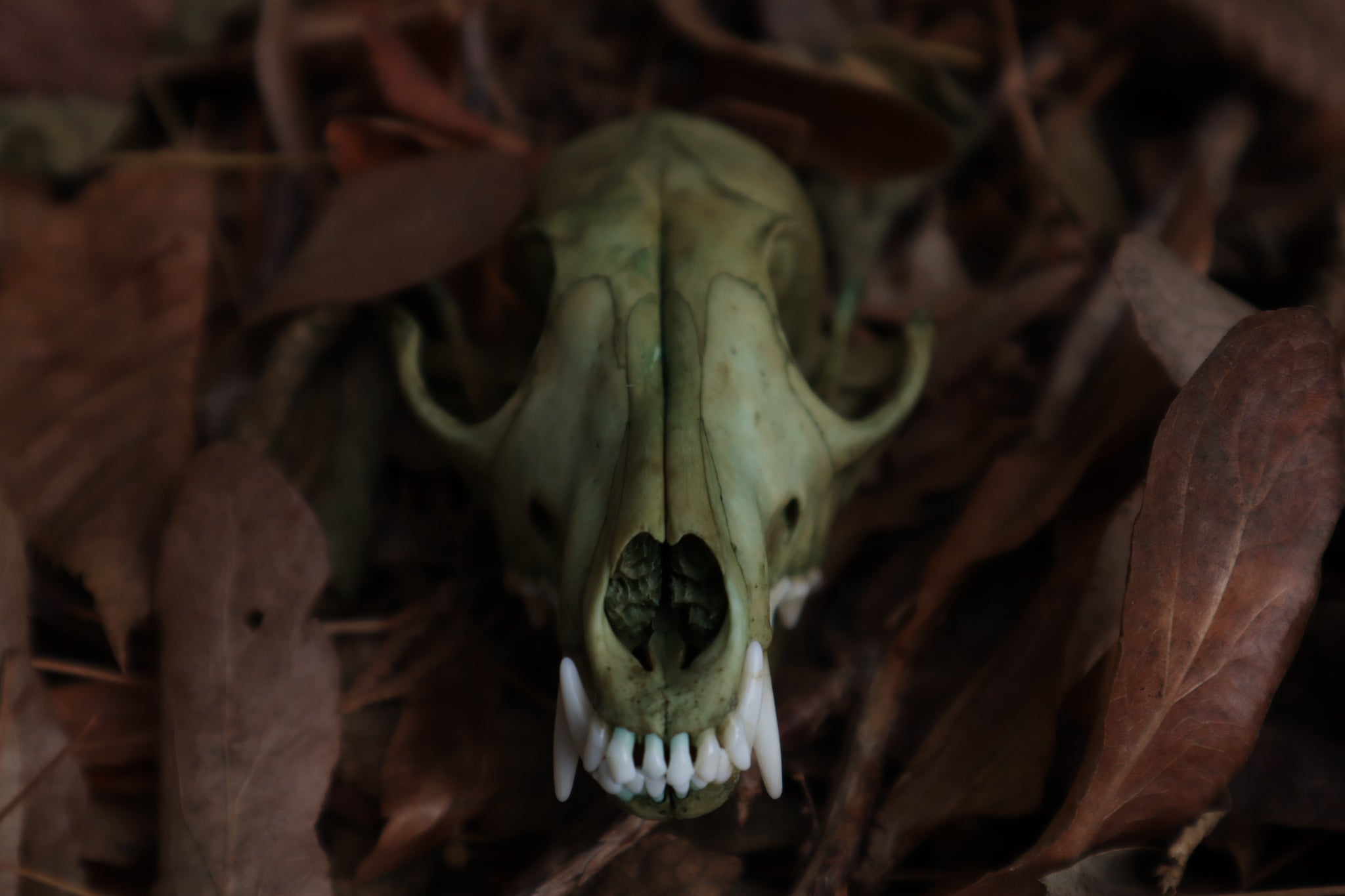 Ancient Grove Red Fox Skull