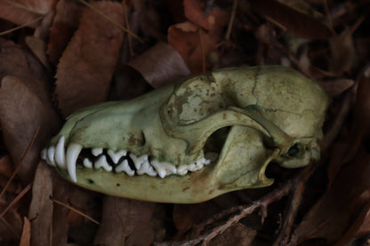 Ancient Grove Red Fox Skull