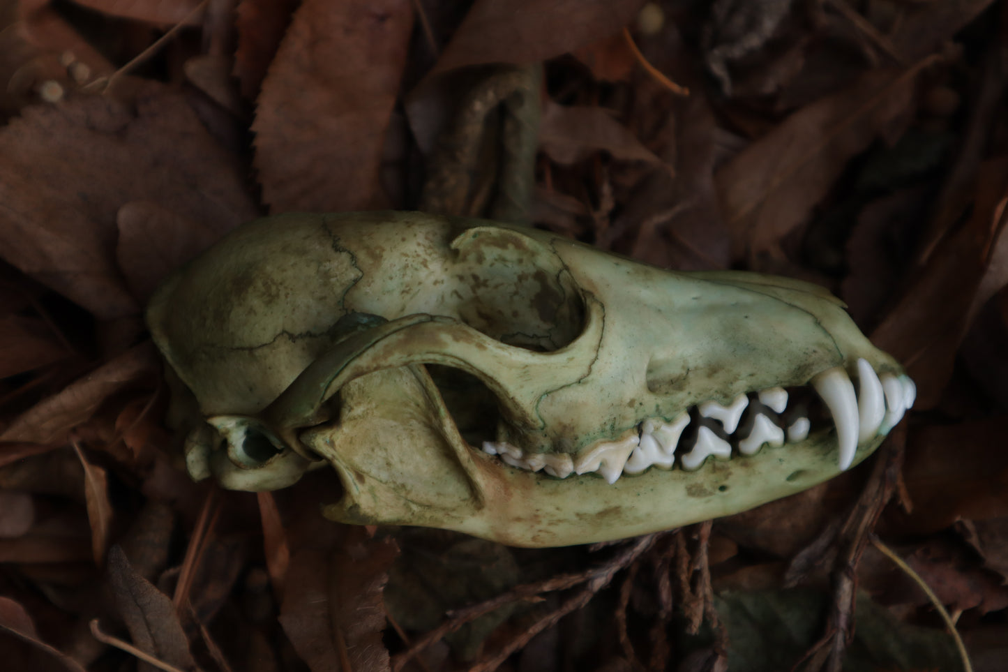 Ancient Grove Red Fox Skull