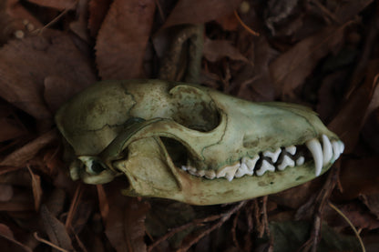 Ancient Grove Red Fox Skull