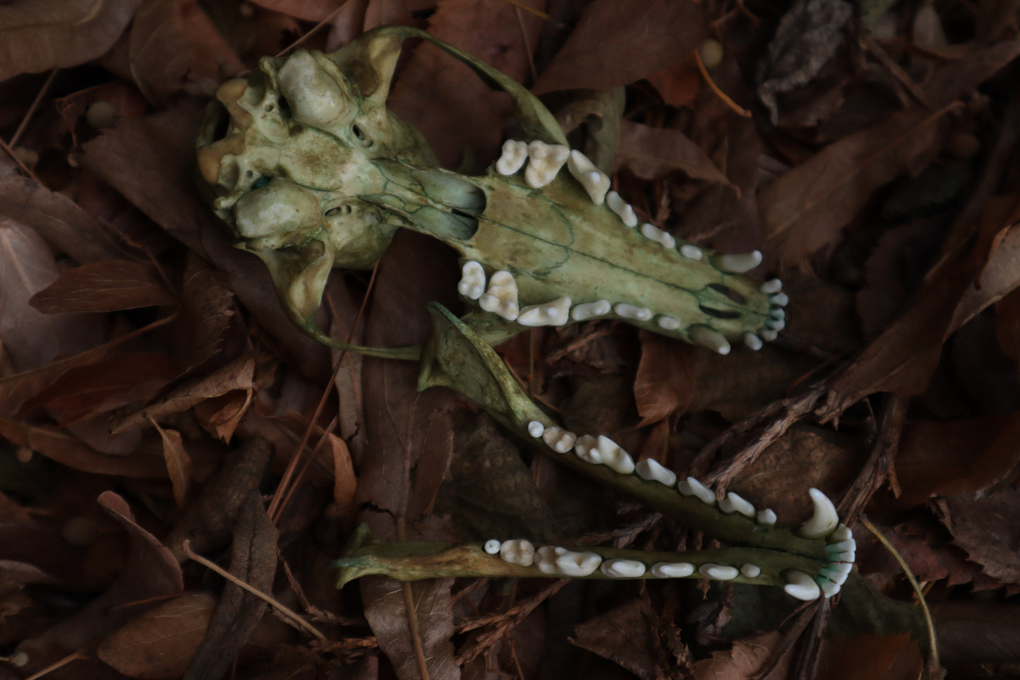 Ancient Grove Red Fox Skull