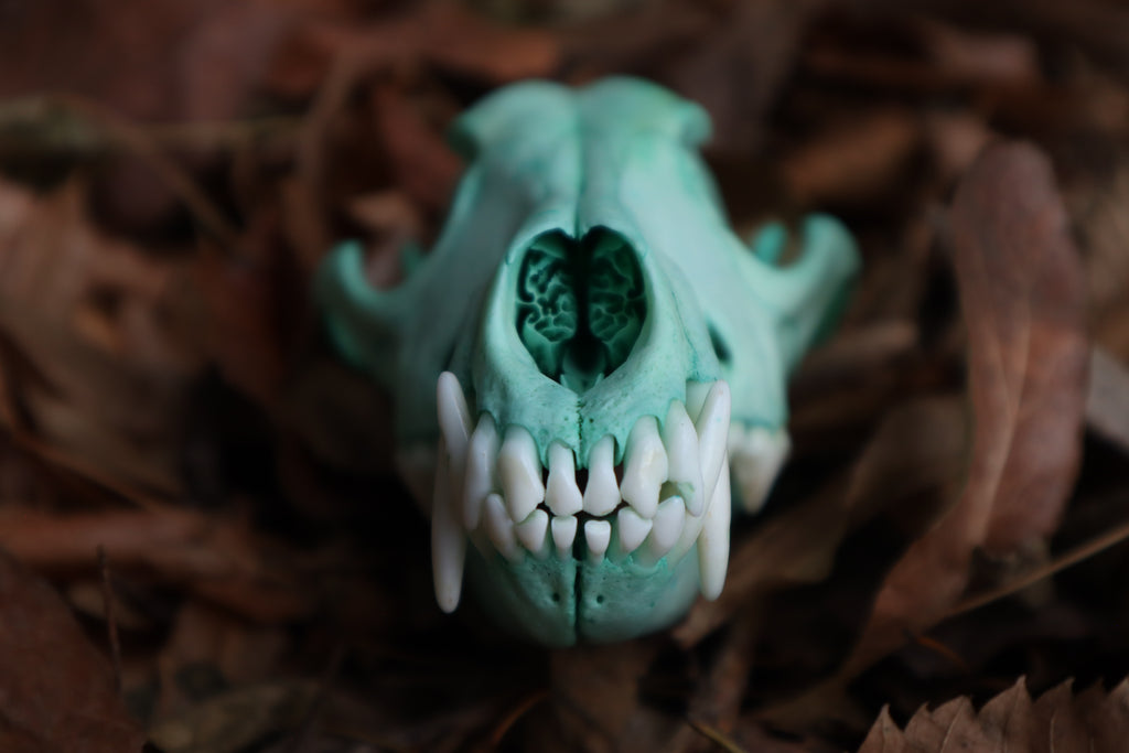 Blue Copper Coyote Skull