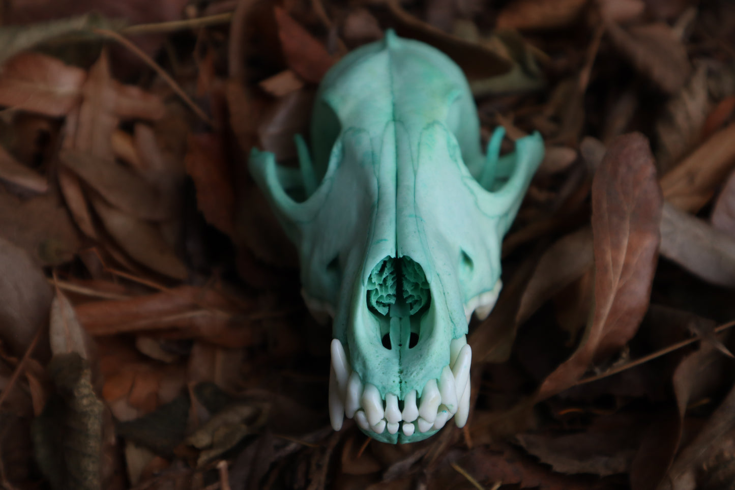 Blue Copper Coyote Skull