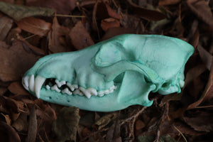 Blue Copper Coyote Skull