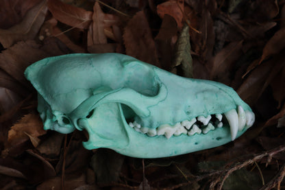 Blue Copper Coyote Skull
