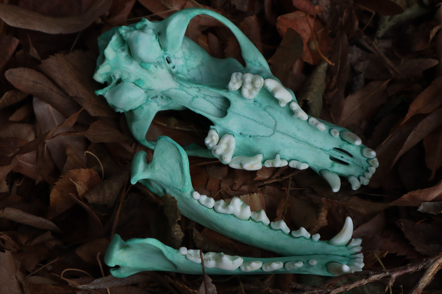 Blue Copper Coyote Skull