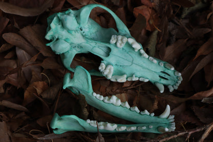 Blue Copper Coyote Skull