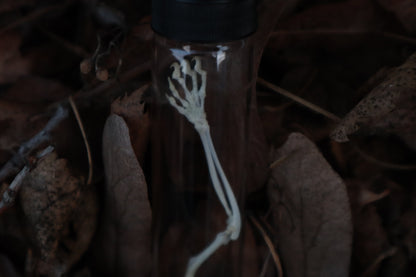Reserved for Zia - Sugar Glider Arm Articulation