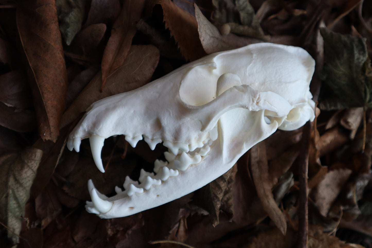 Pathological Red Fox Skull