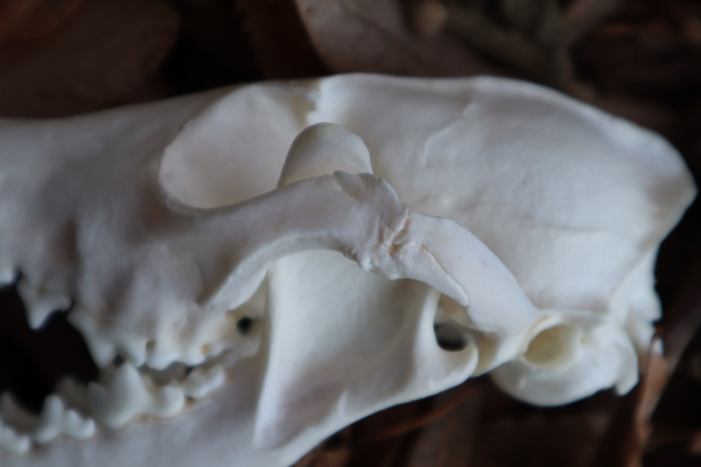 Pathological Red Fox Skull
