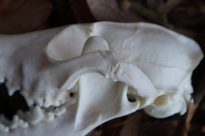 Pathological Red Fox Skull